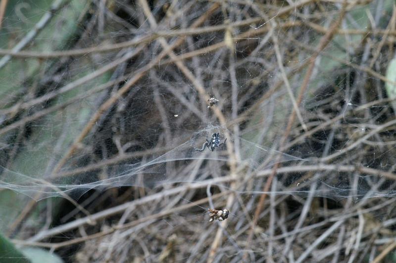 Cyrtophora_citricola_D3187_Z_85_Valle Gran Rey_Spanje.jpg